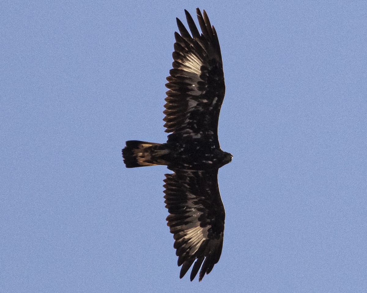 Golden Eagle - ML644417075