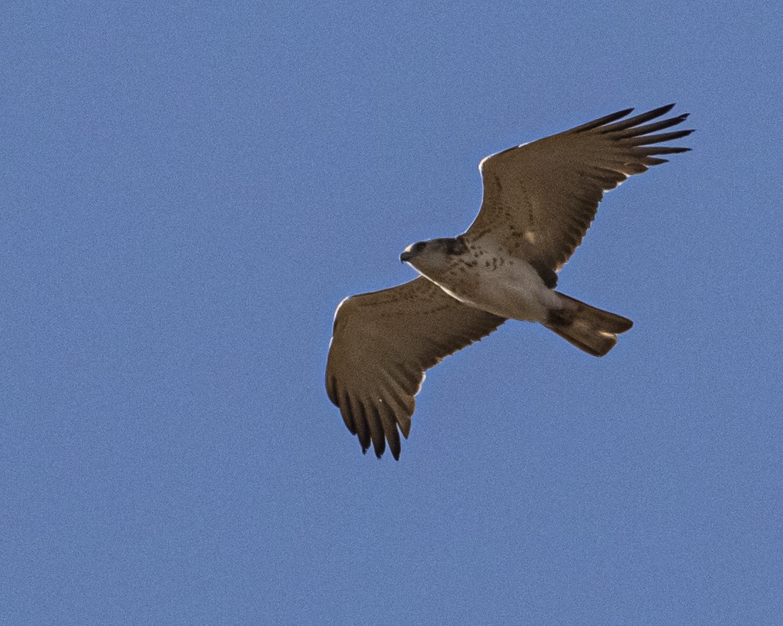 Biancone - ML644417100