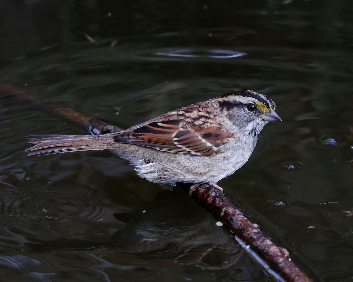 White-throated Sparrow - ML644417102