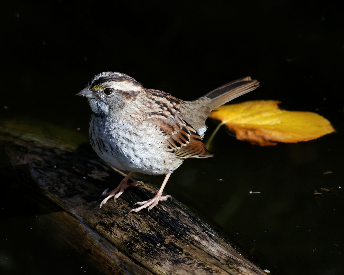 White-throated Sparrow - ML644417103