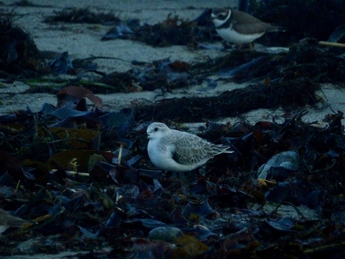 Sanderling - ML644417106