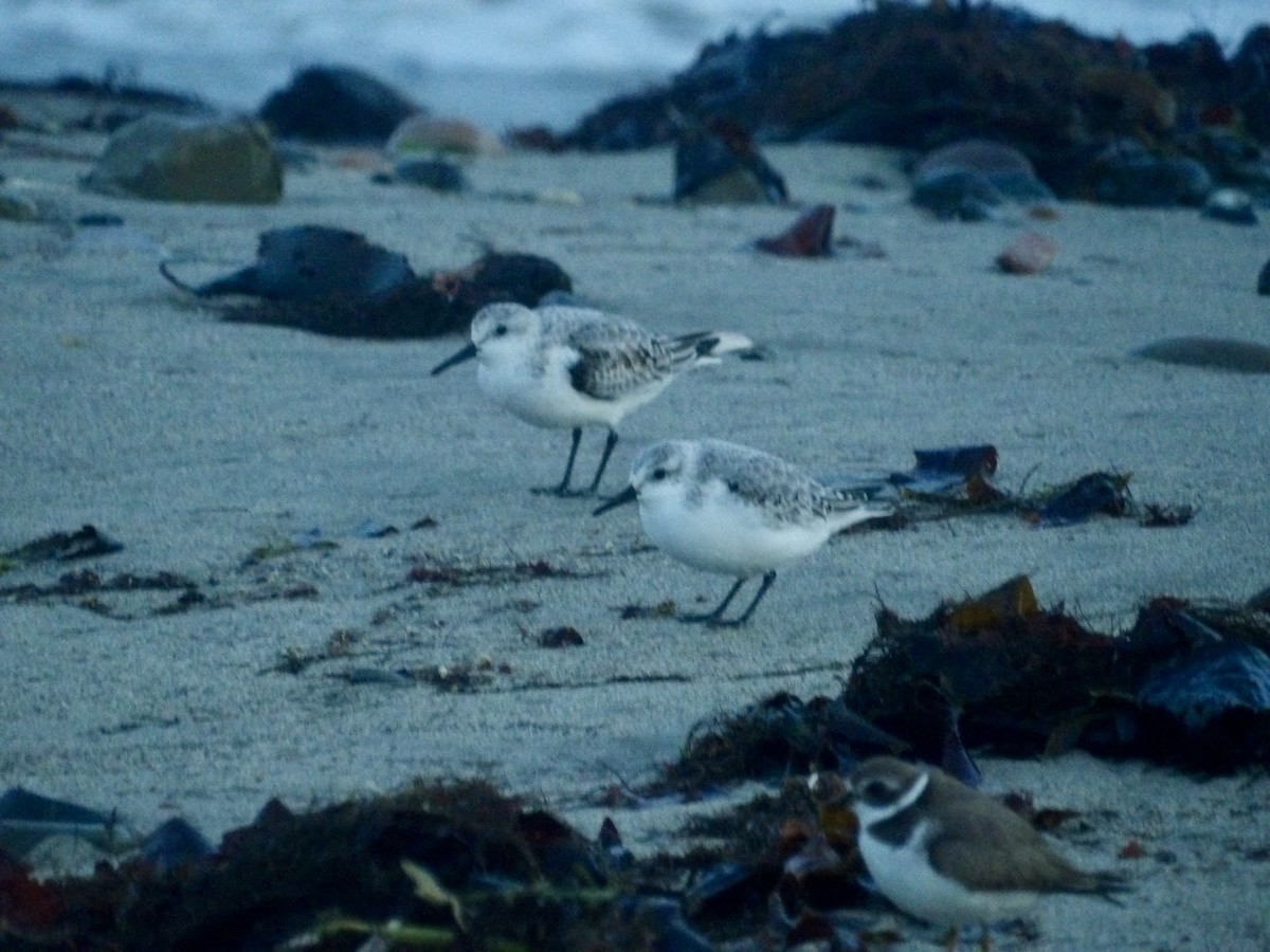 Sanderling - ML644417107