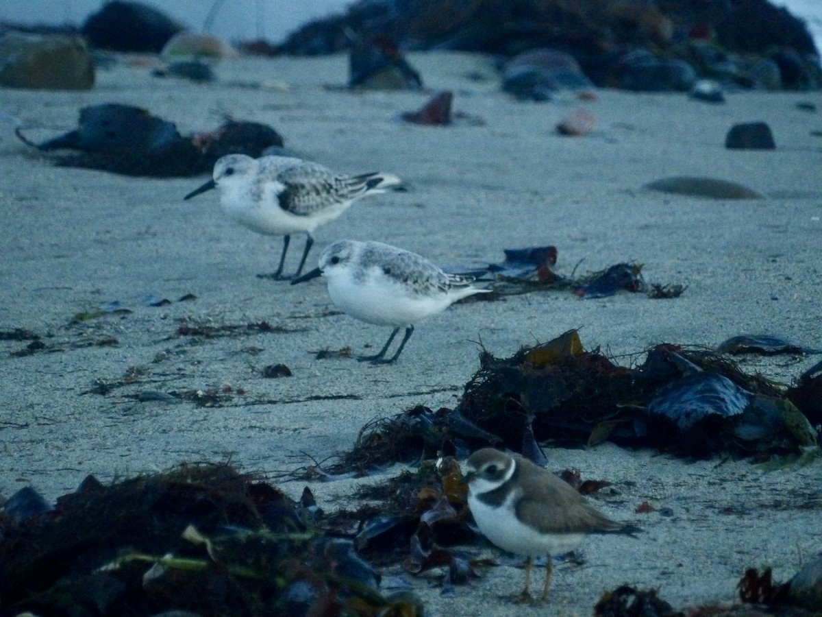 Sanderling - ML644417108