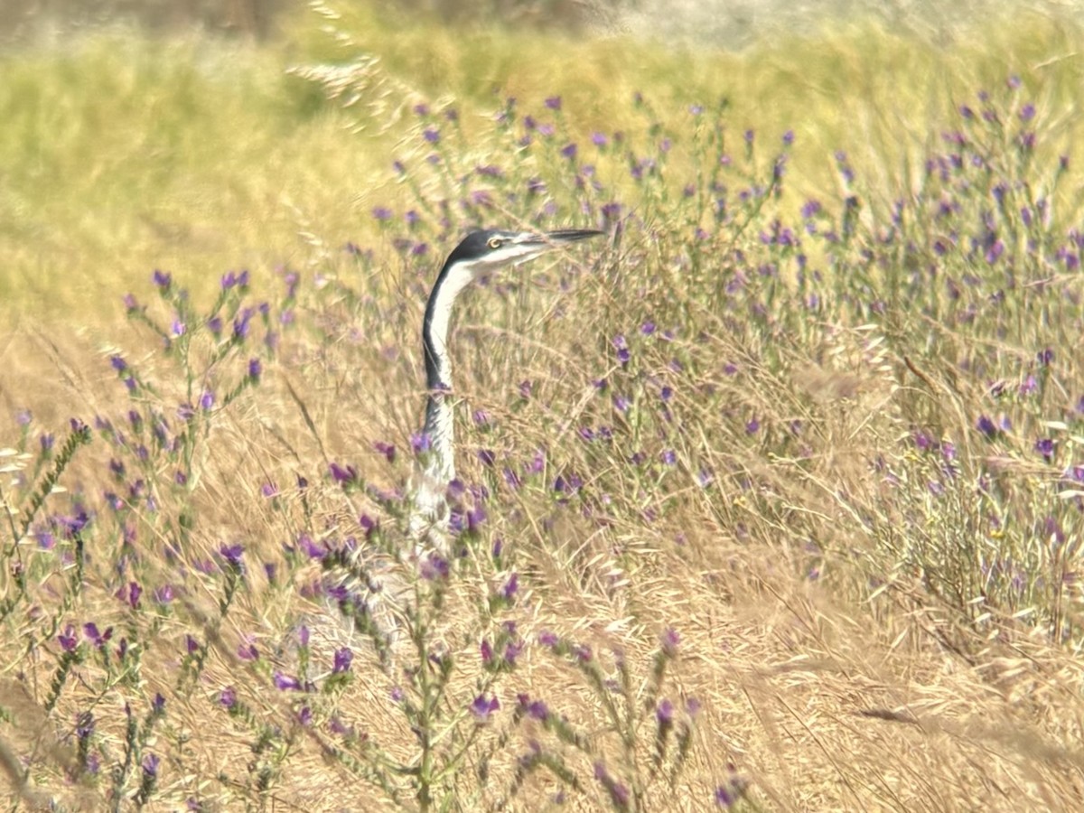 Black-headed Heron - ML644417109