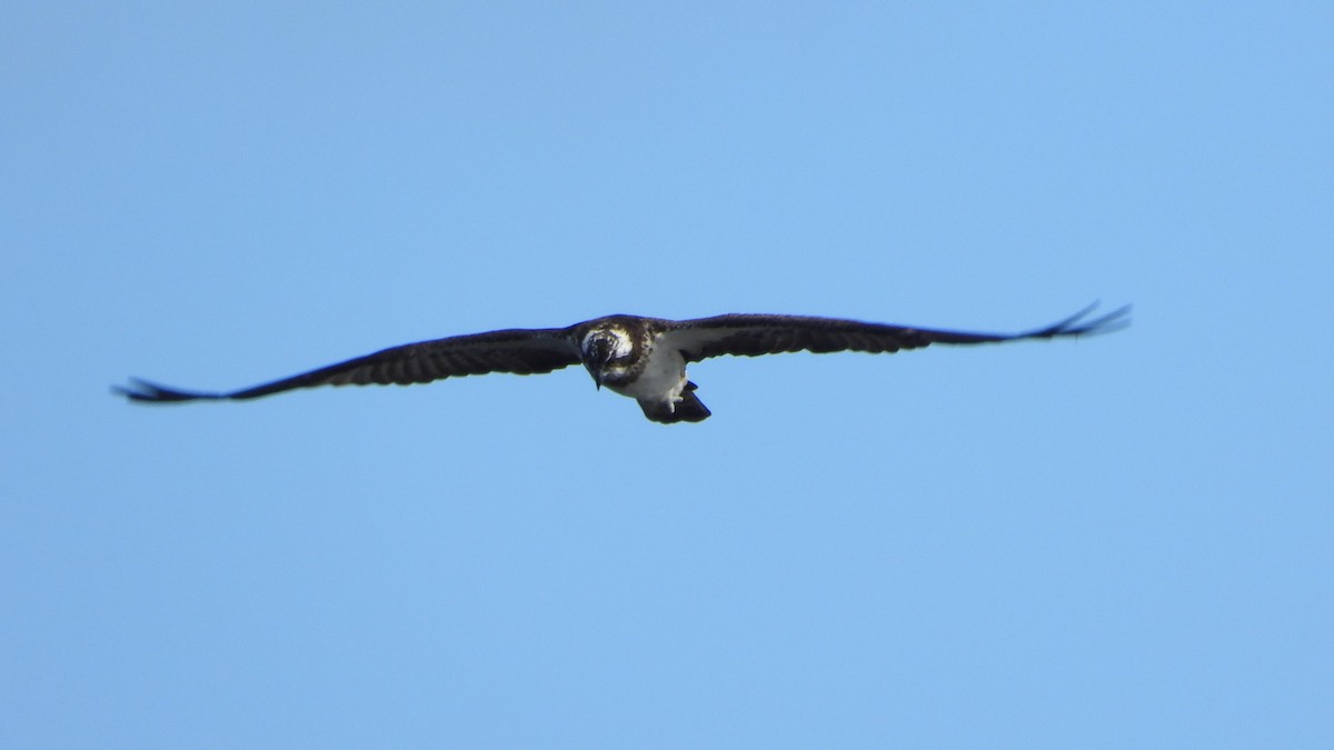 fiskeørn - ML644417113