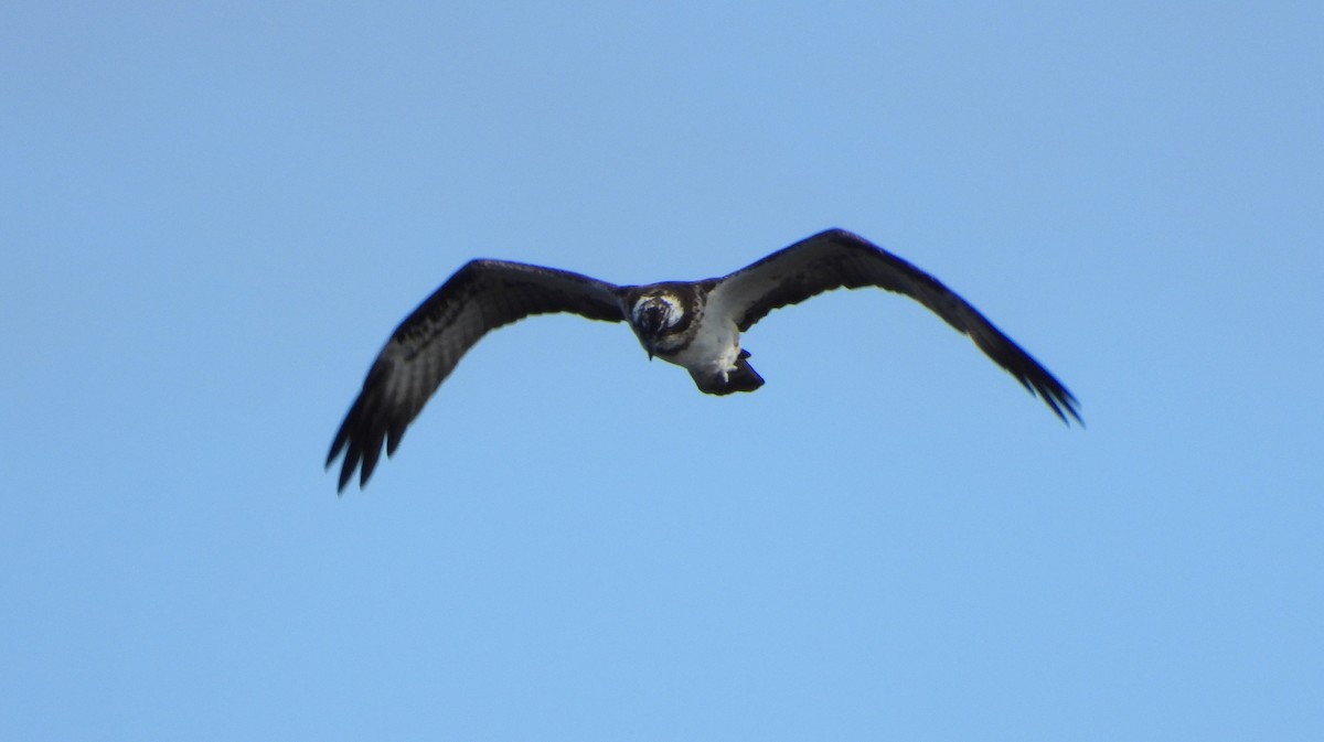 fiskeørn - ML644417114