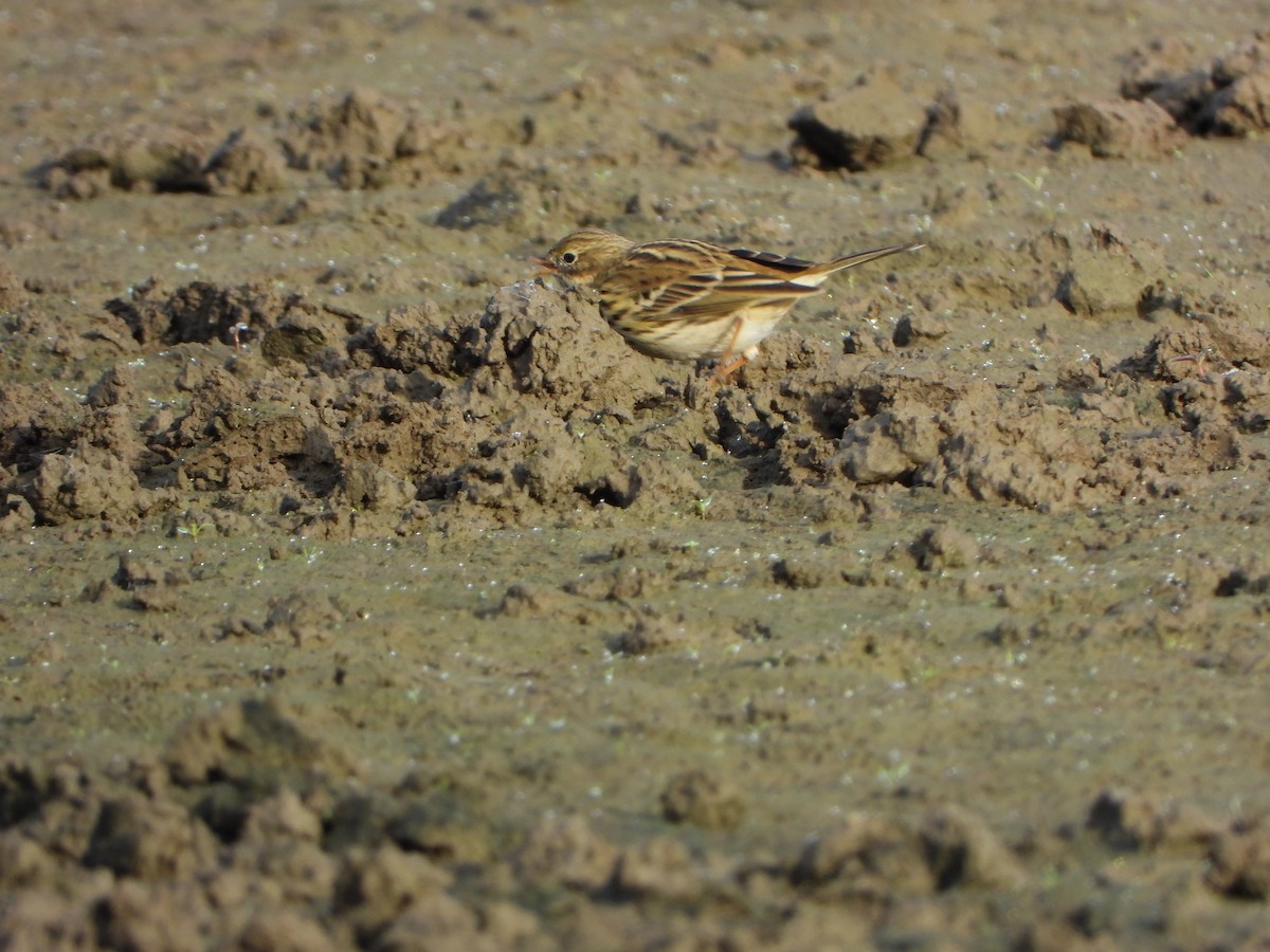 Нугын шийхнүүхэй - ML644417140