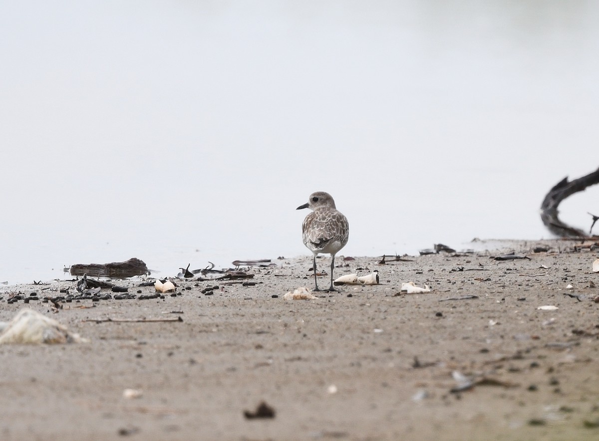 Буурал сүвээ цагаан - ML644417142