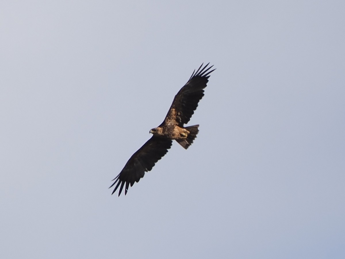 アシナガワシ - ML644417144