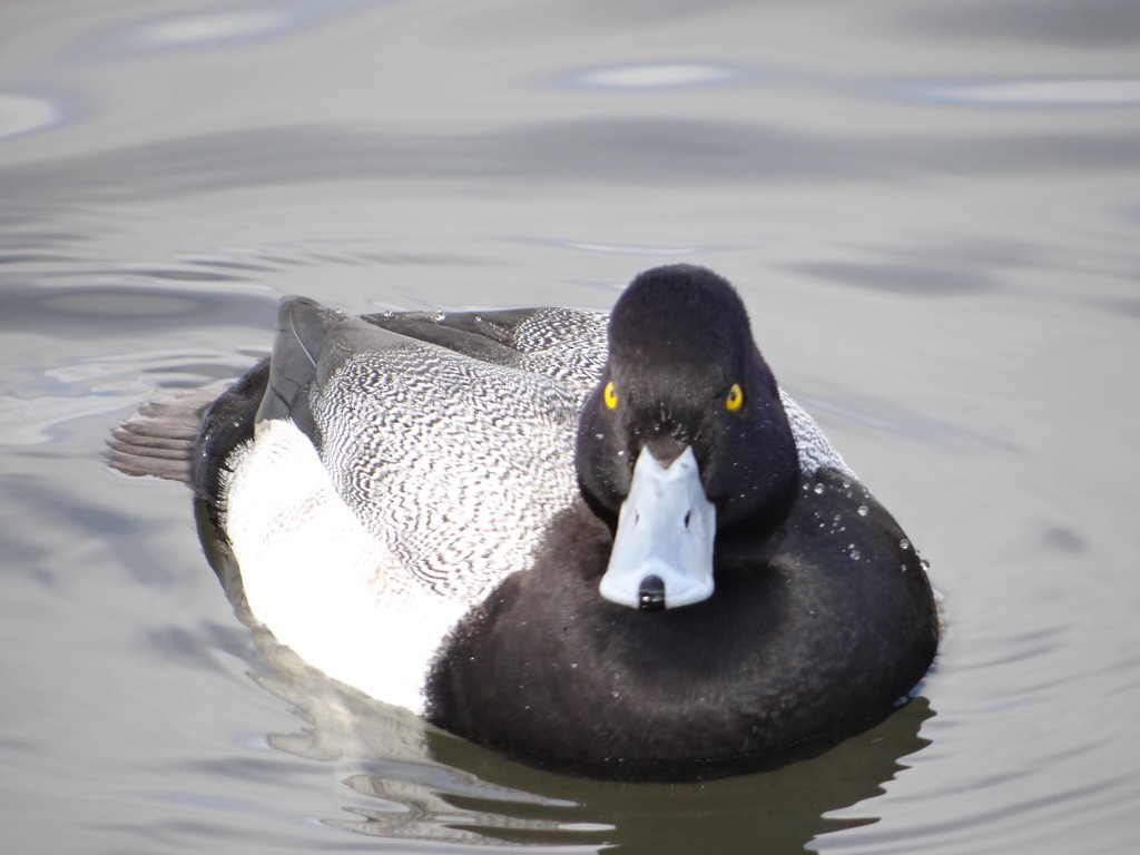 Lesser Scaup - ML644417157
