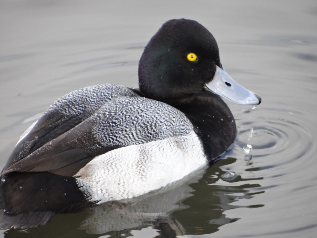 Lesser Scaup - ML644417158