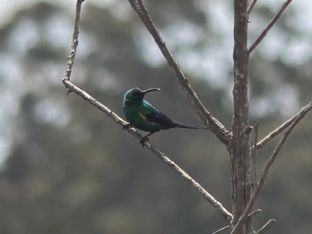 Malachite Sunbird - ML644417167