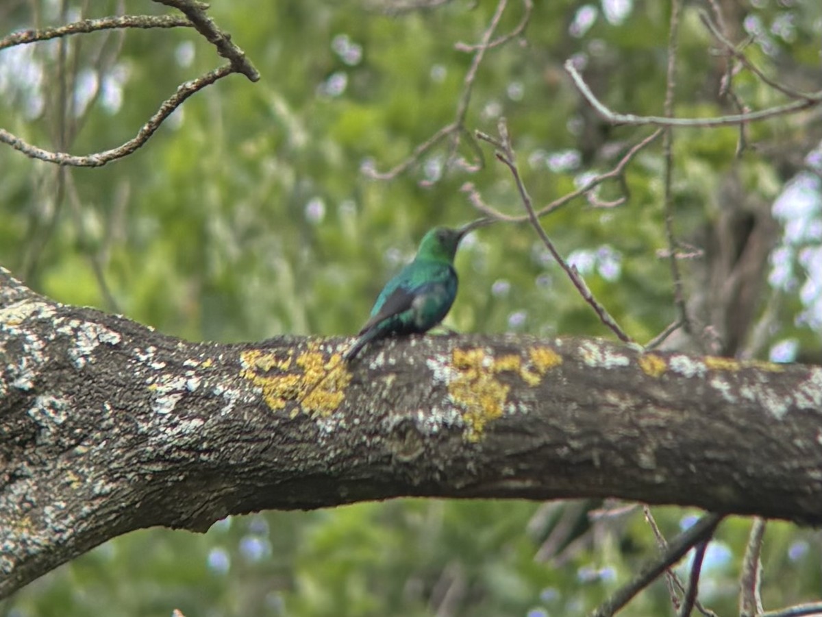 Malachite Sunbird - ML644417168