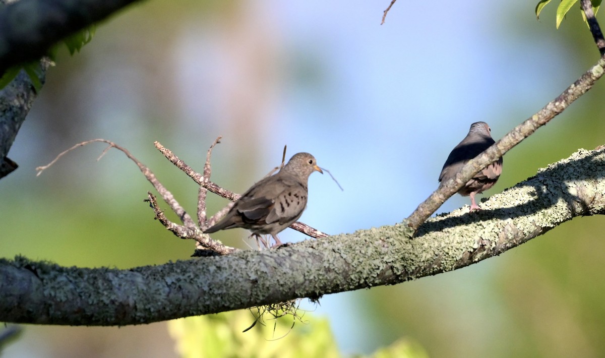 Common Ground Dove - ML644417172