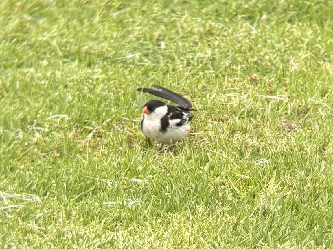 針尾維達雀 - ML644417176