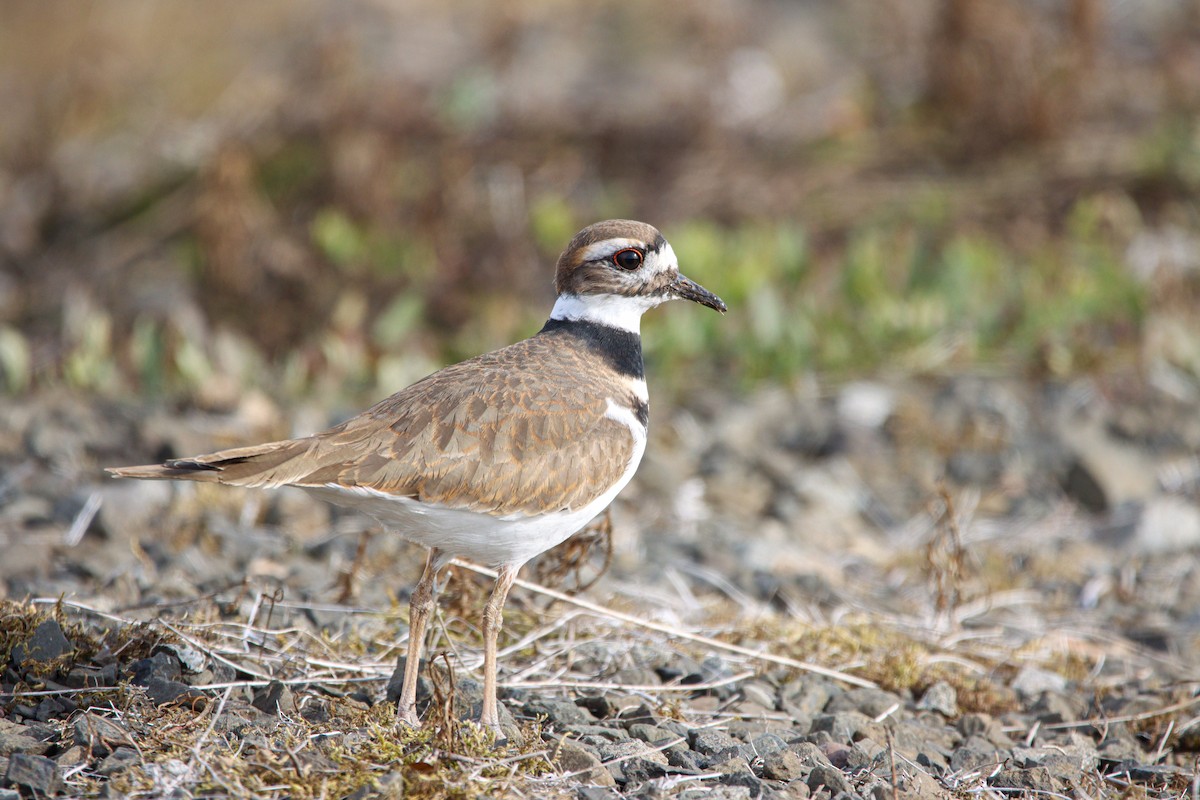 フタオビチドリ - ML644417177