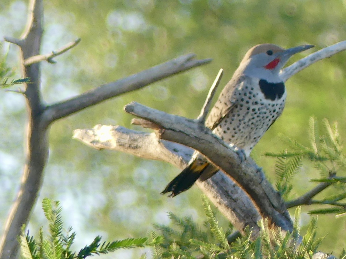 Gilded Flicker - ML644417186