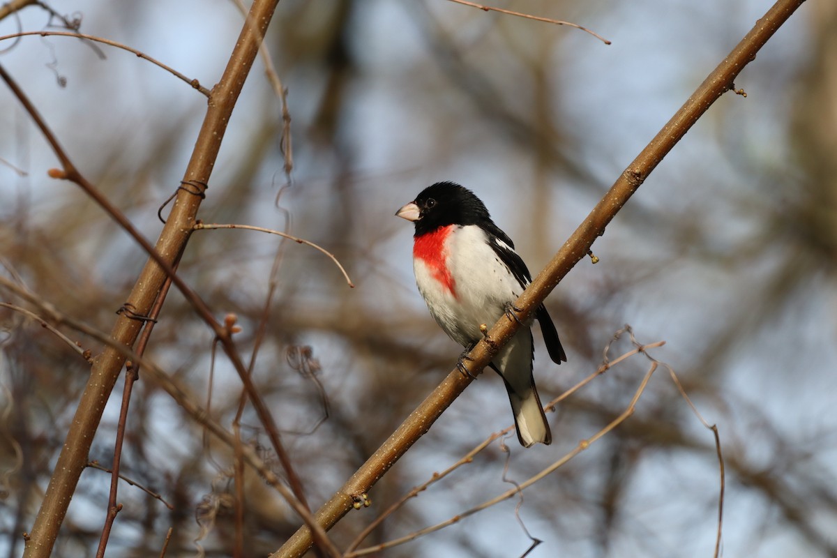 ムネアカイカル - ML644417187