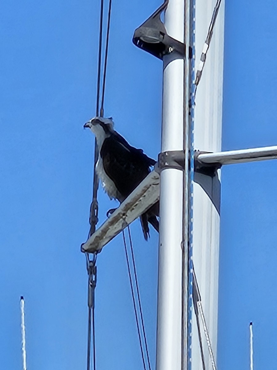 fiskeørn - ML644417189