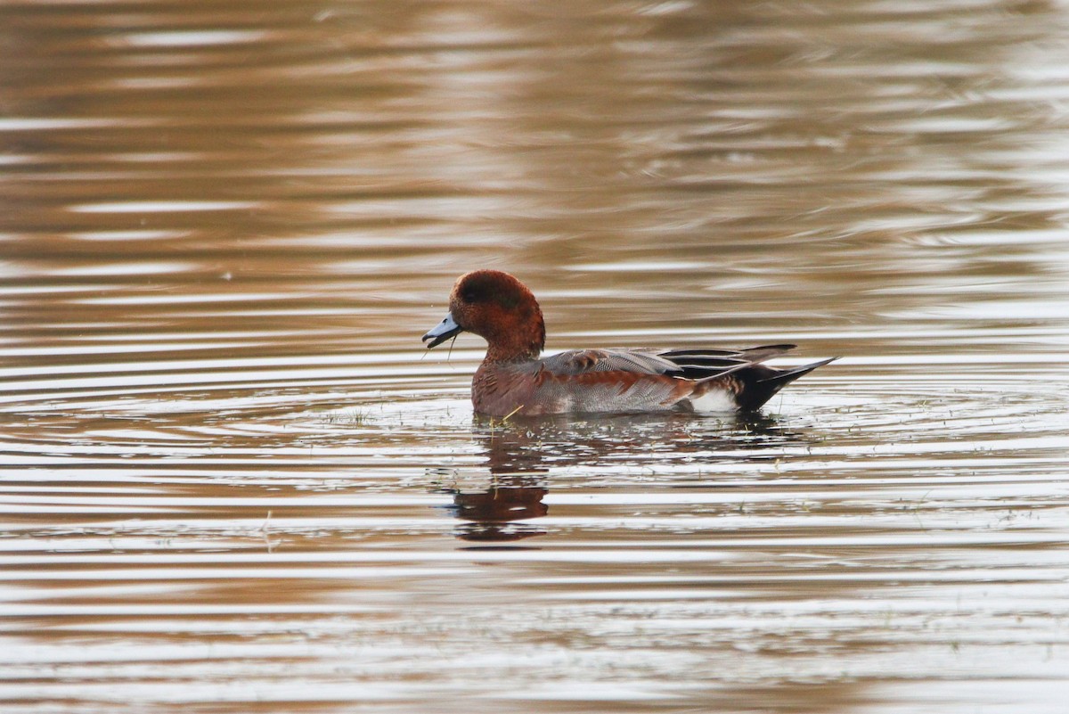 雑種 ヒドリガモ ｘ アメリカヒドリ - ML644417195