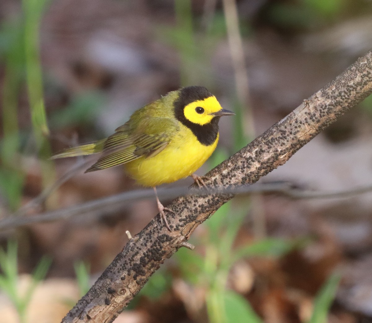 クロズキンアメリカムシクイ - ML644417212