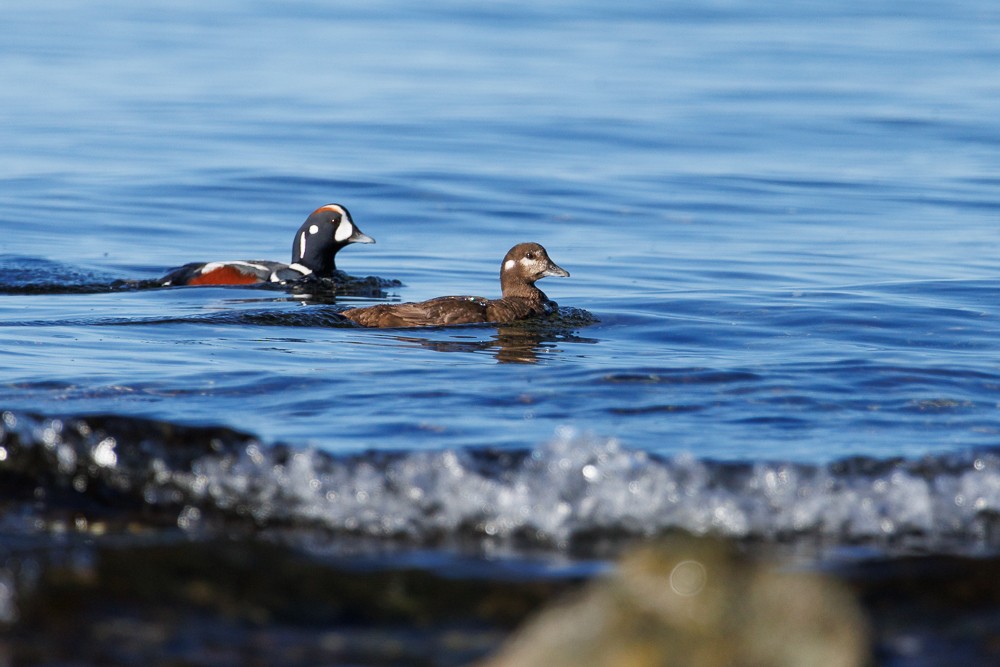 Harlequin Duck - ML644417217