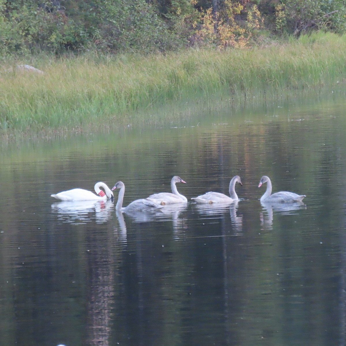 Trumpeter Swan - ML644417221