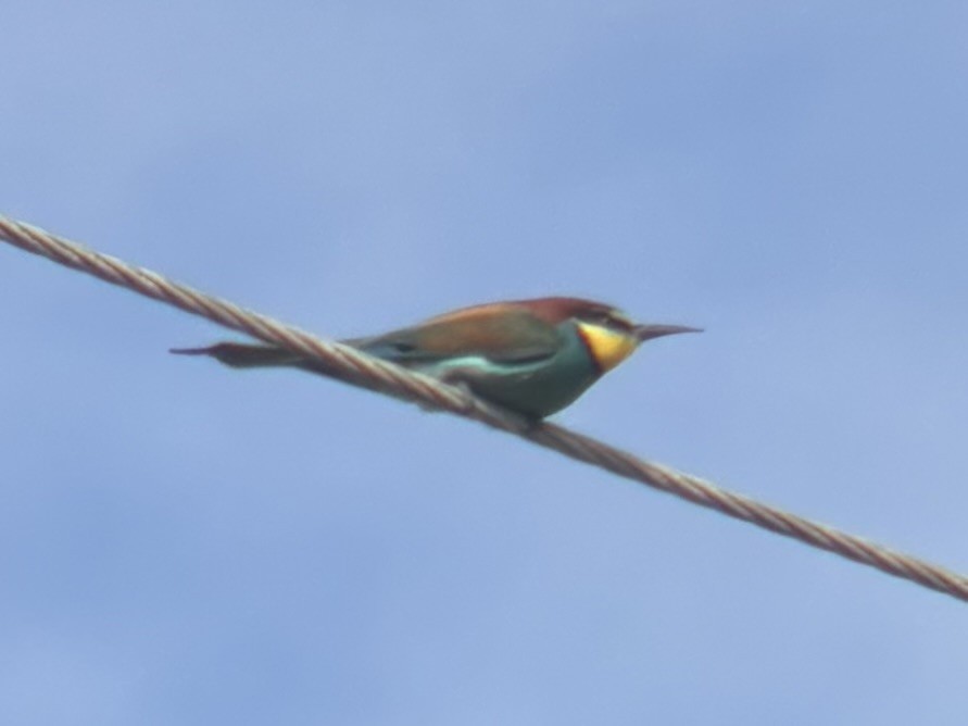 Золотистая щурка - ML644417227