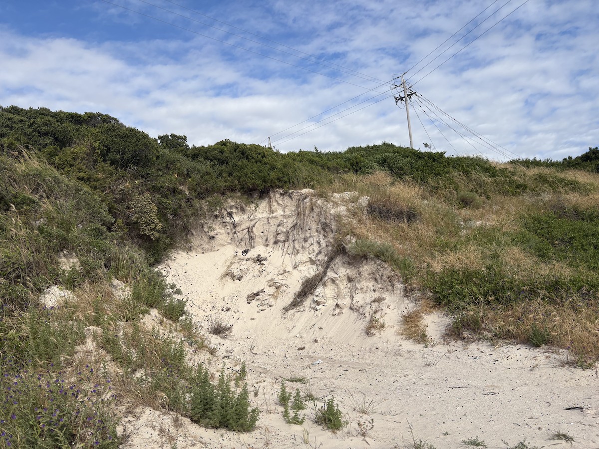 Золотистая щурка - ML644417228