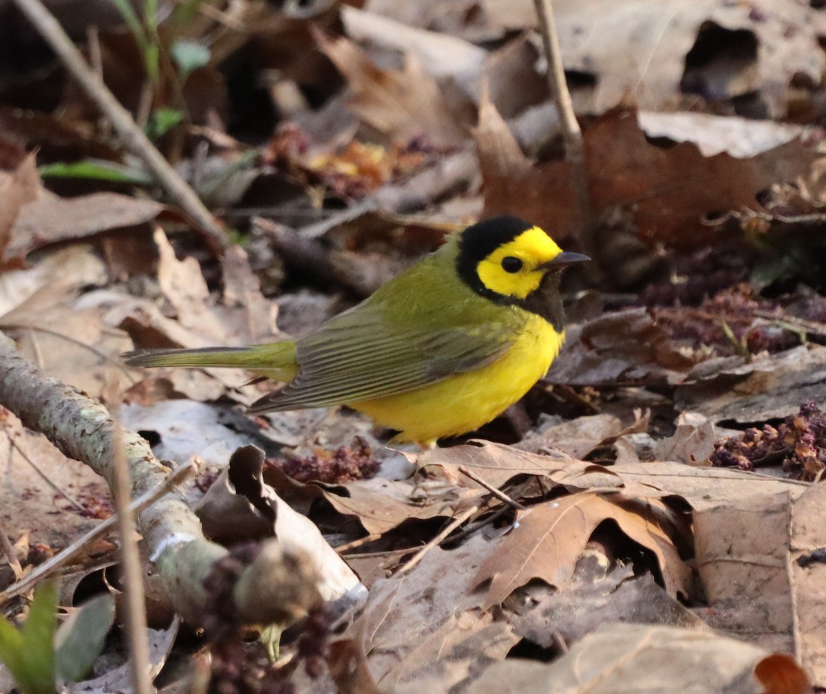 クロズキンアメリカムシクイ - ML644417231