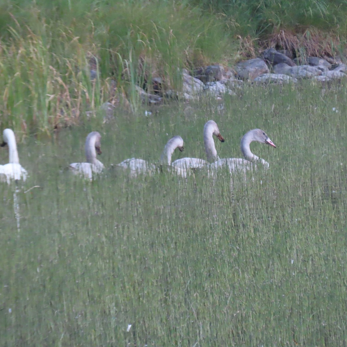 Trumpeter Swan - ML644417243