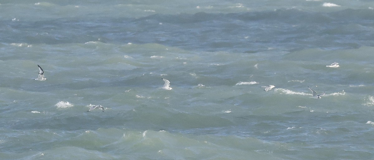 Black-legged Kittiwake - ML644417245