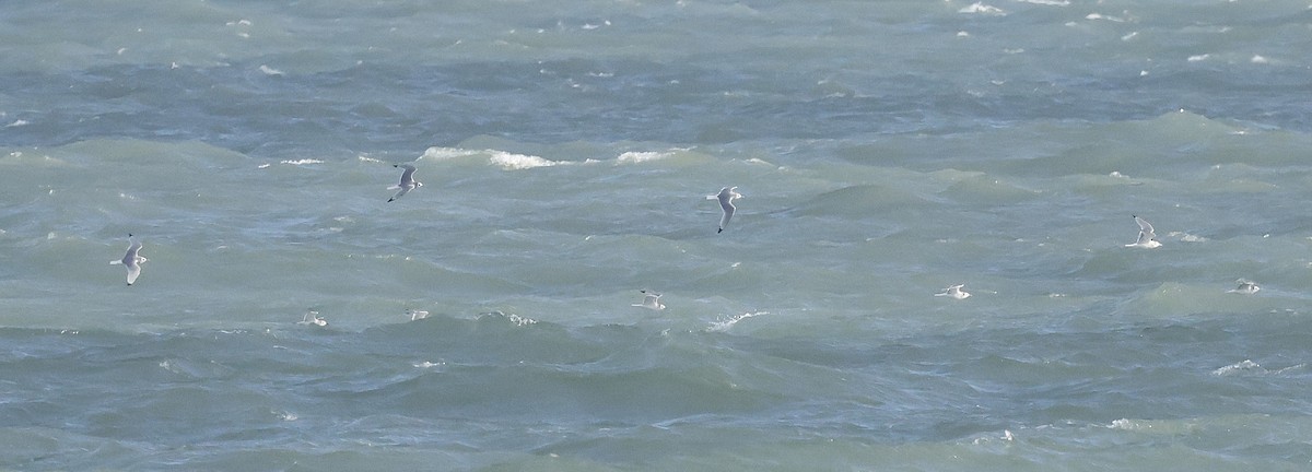 Black-legged Kittiwake - ML644417246