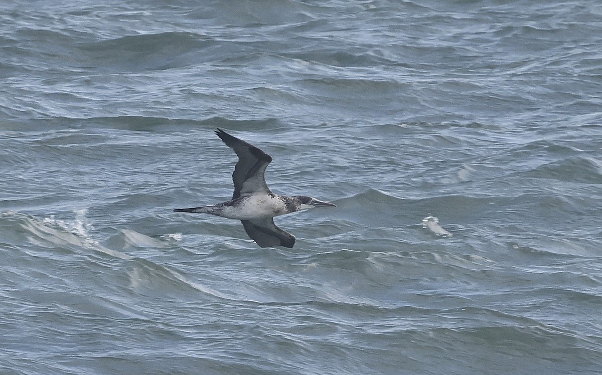 Northern Gannet - ML644417249