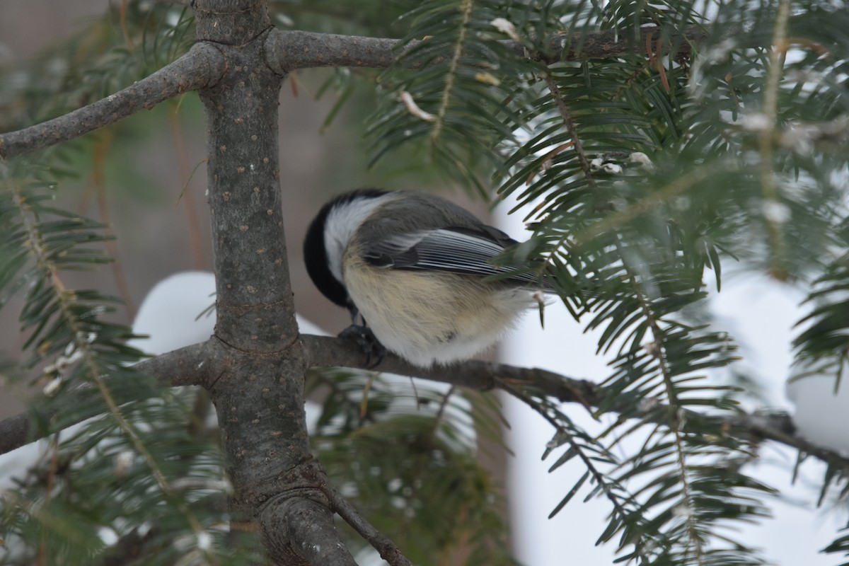 Black-capped Chickadee - ML644417259