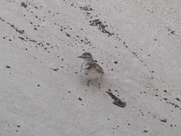 アフリカヒメコウテンシ - ML644417266