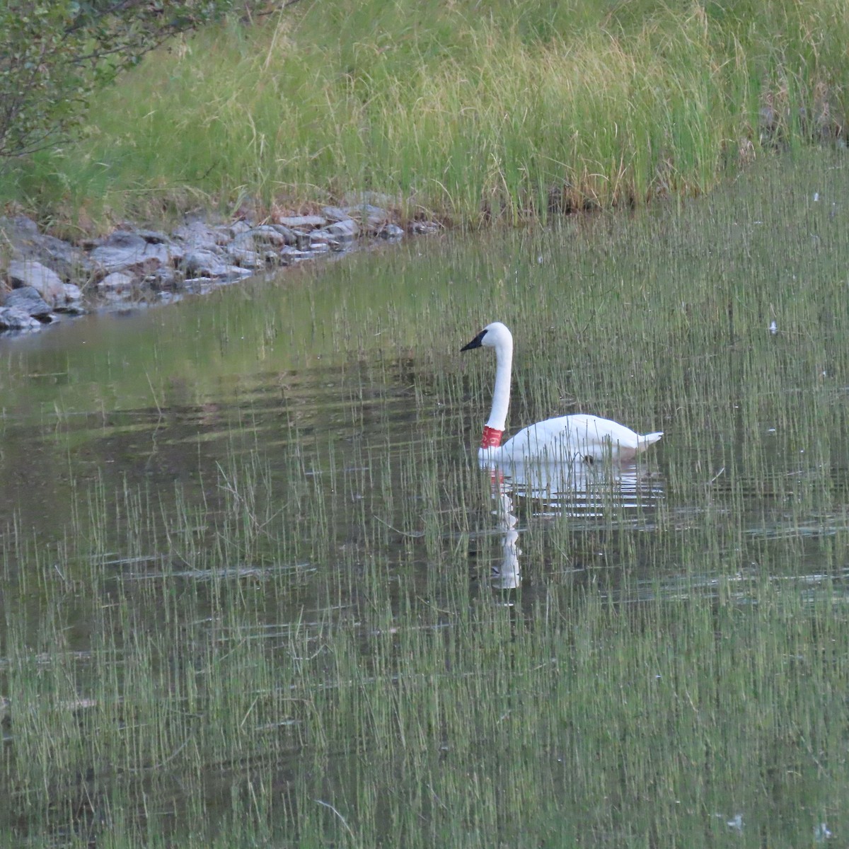 Trumpeter Swan - ML644417267