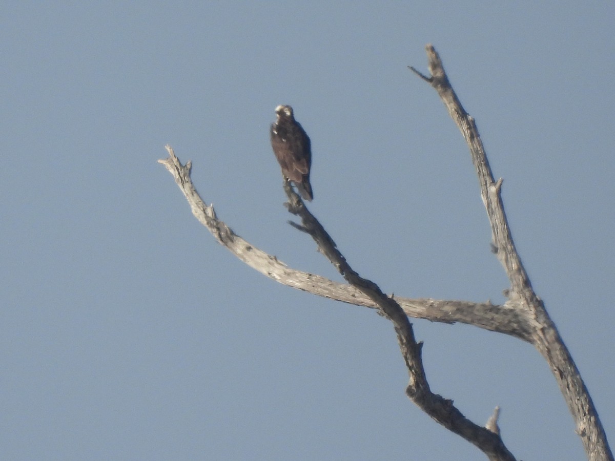 fiskeørn - ML644417287