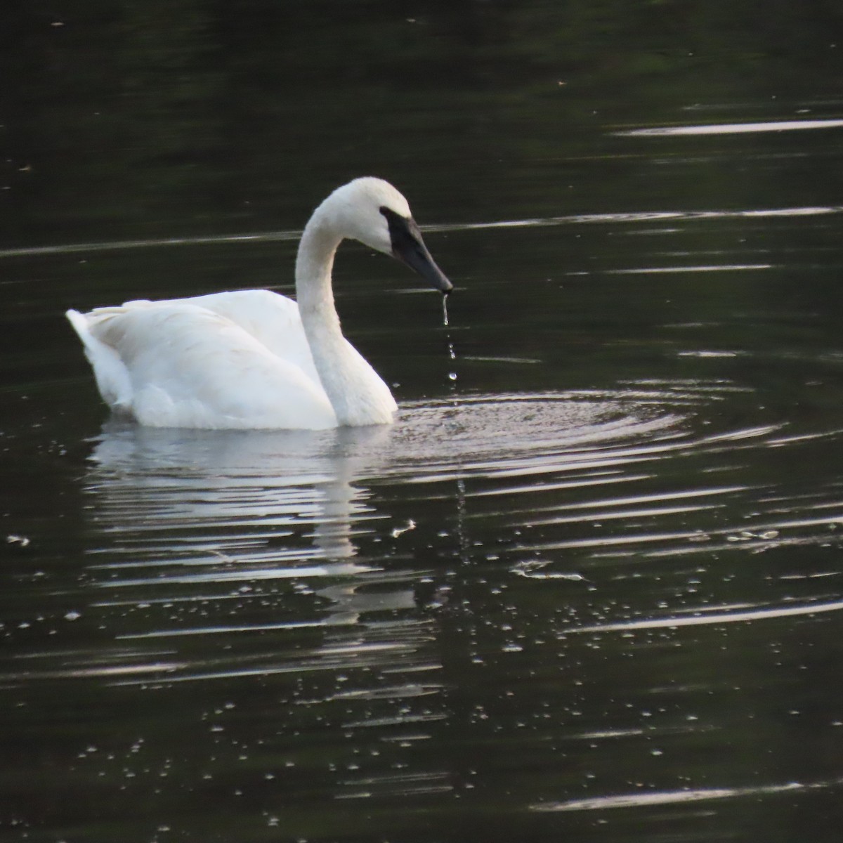 Trumpeter Swan - ML644417288