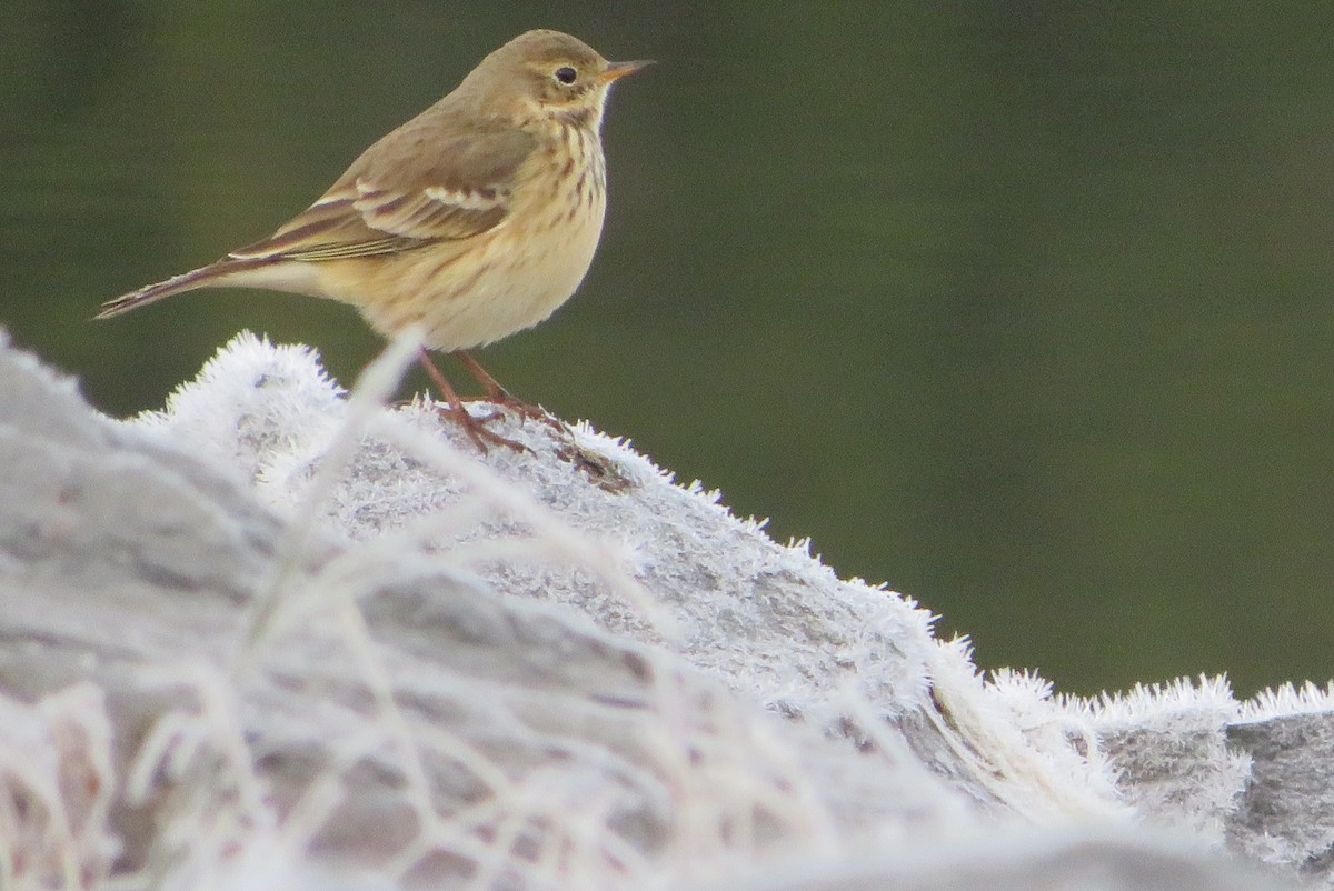 American Pipit - ML644417289