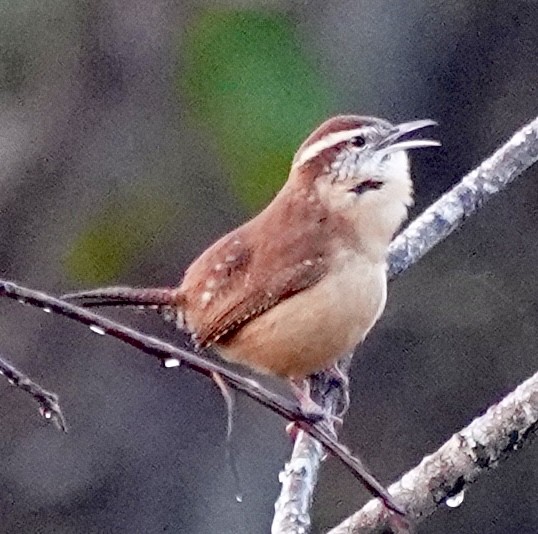 Cucarachero de Carolina - ML644417291