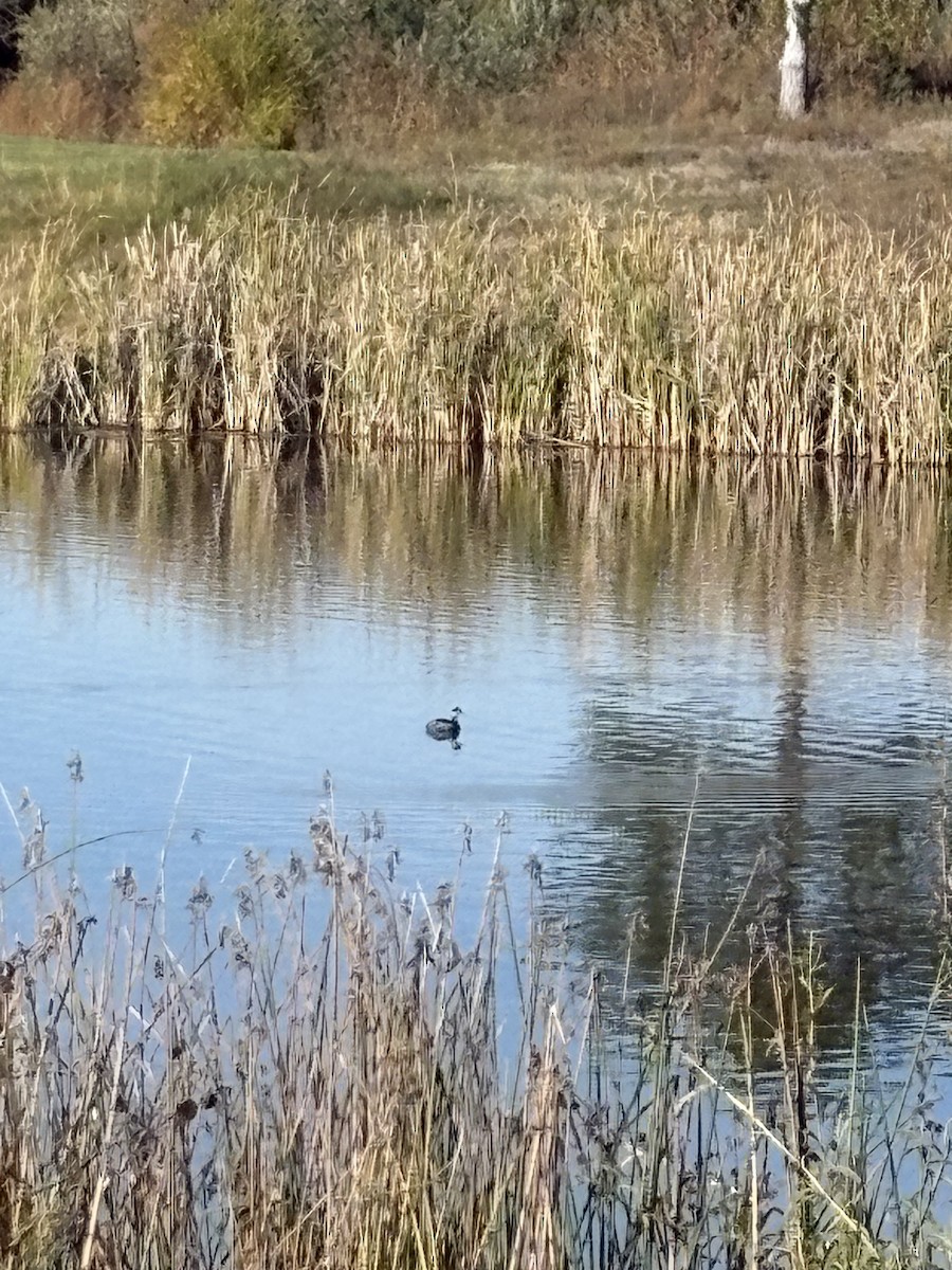 Eared Grebe - ML644417292