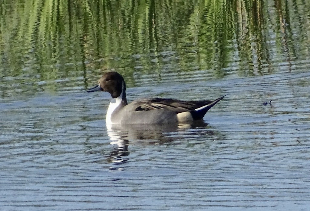 オナガガモ - ML644417299