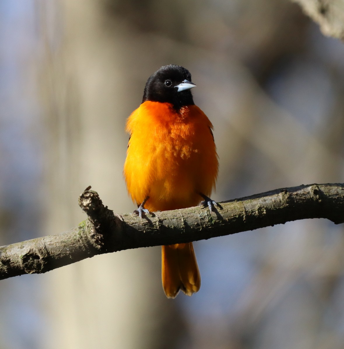 ボルチモアムクドリモドキ - ML644417301