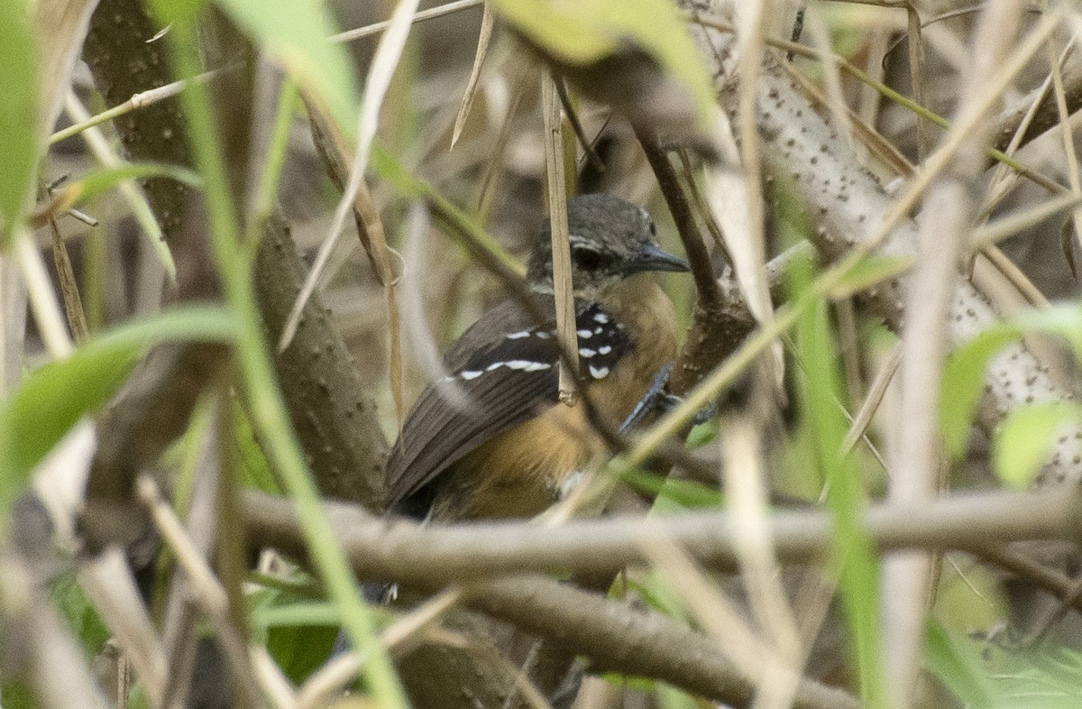 Southern White-fringed Antwren - ML644417306