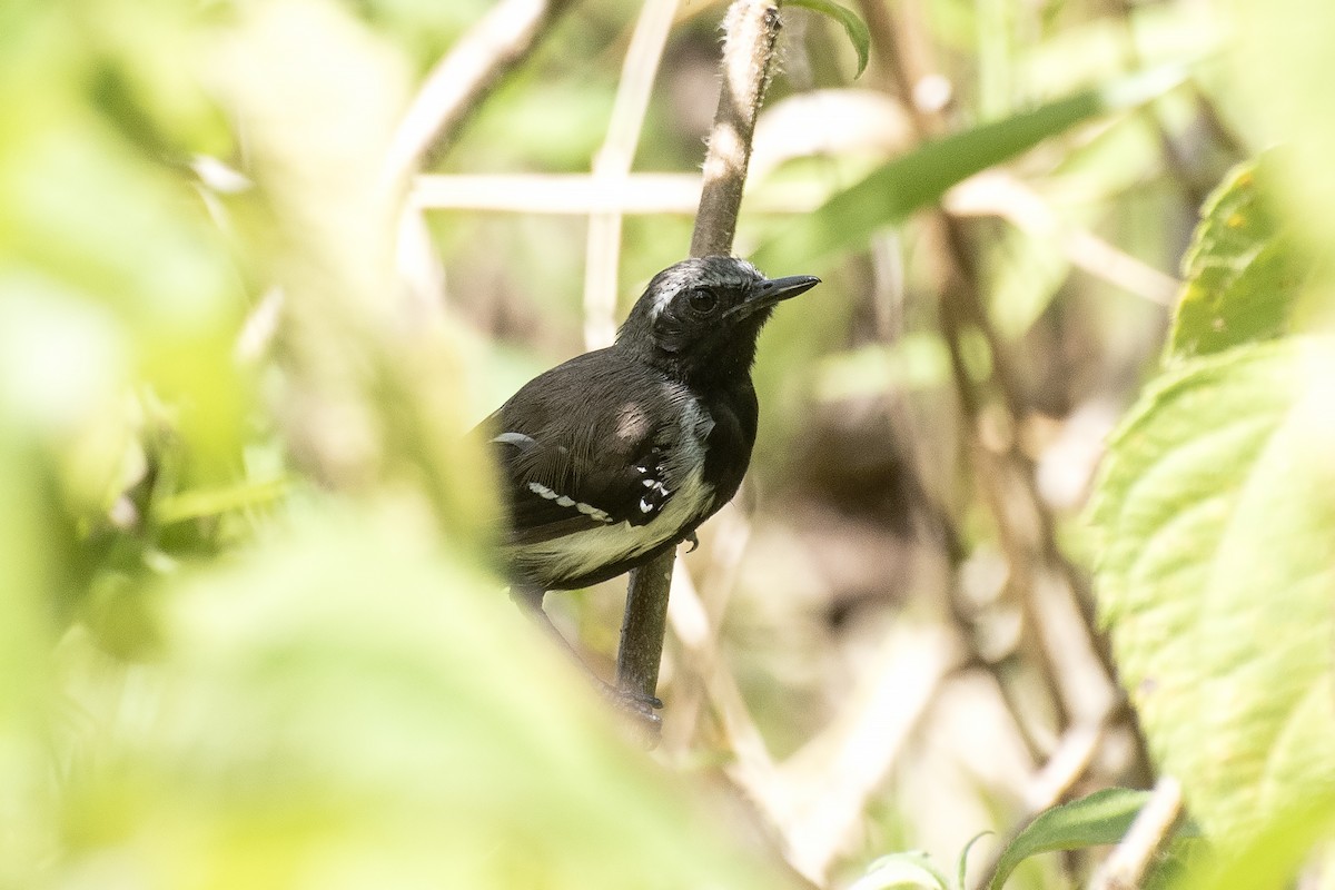 Southern White-fringed Antwren - ML644417308