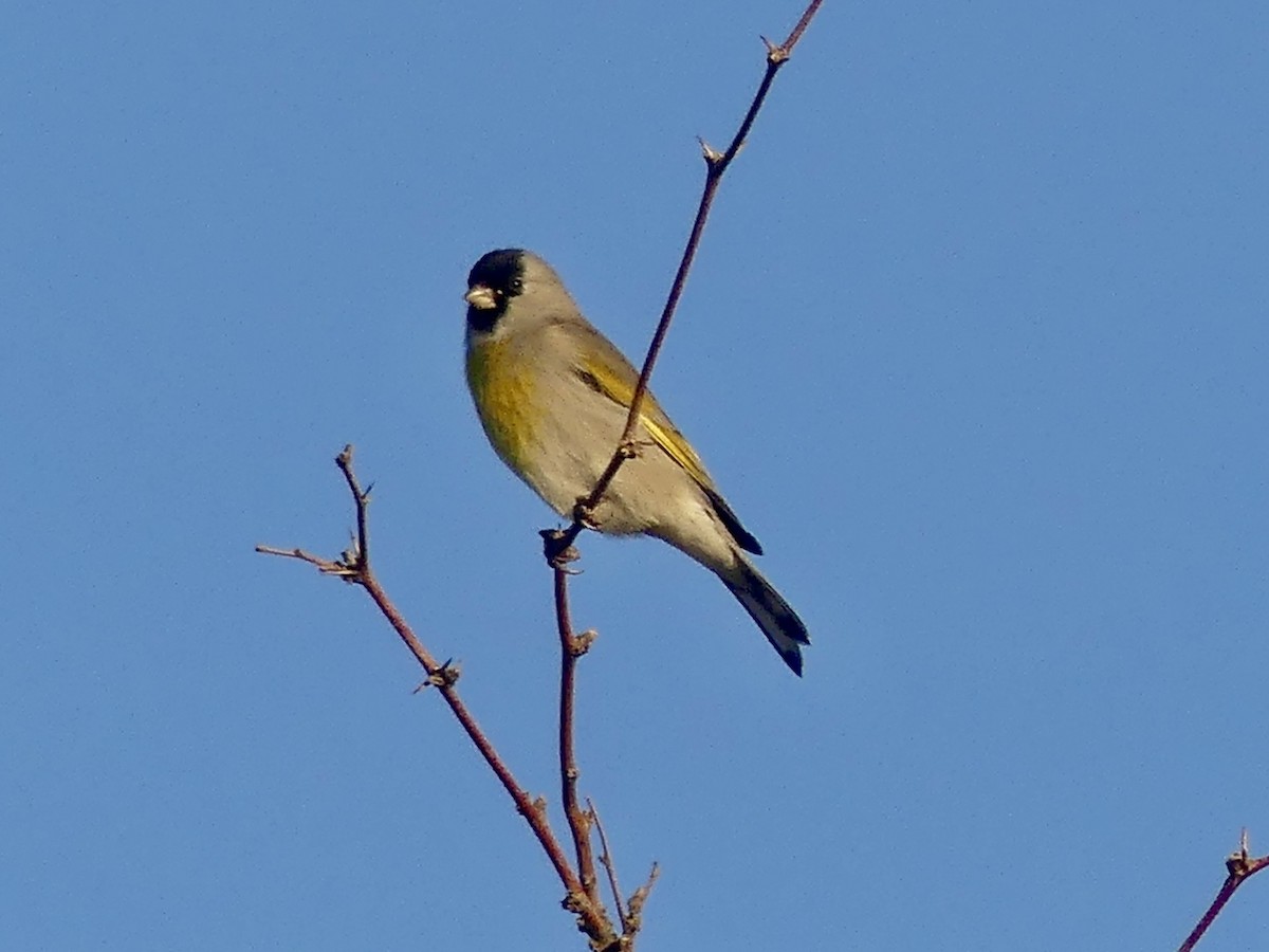 Lawrence's Goldfinch - ML644417310