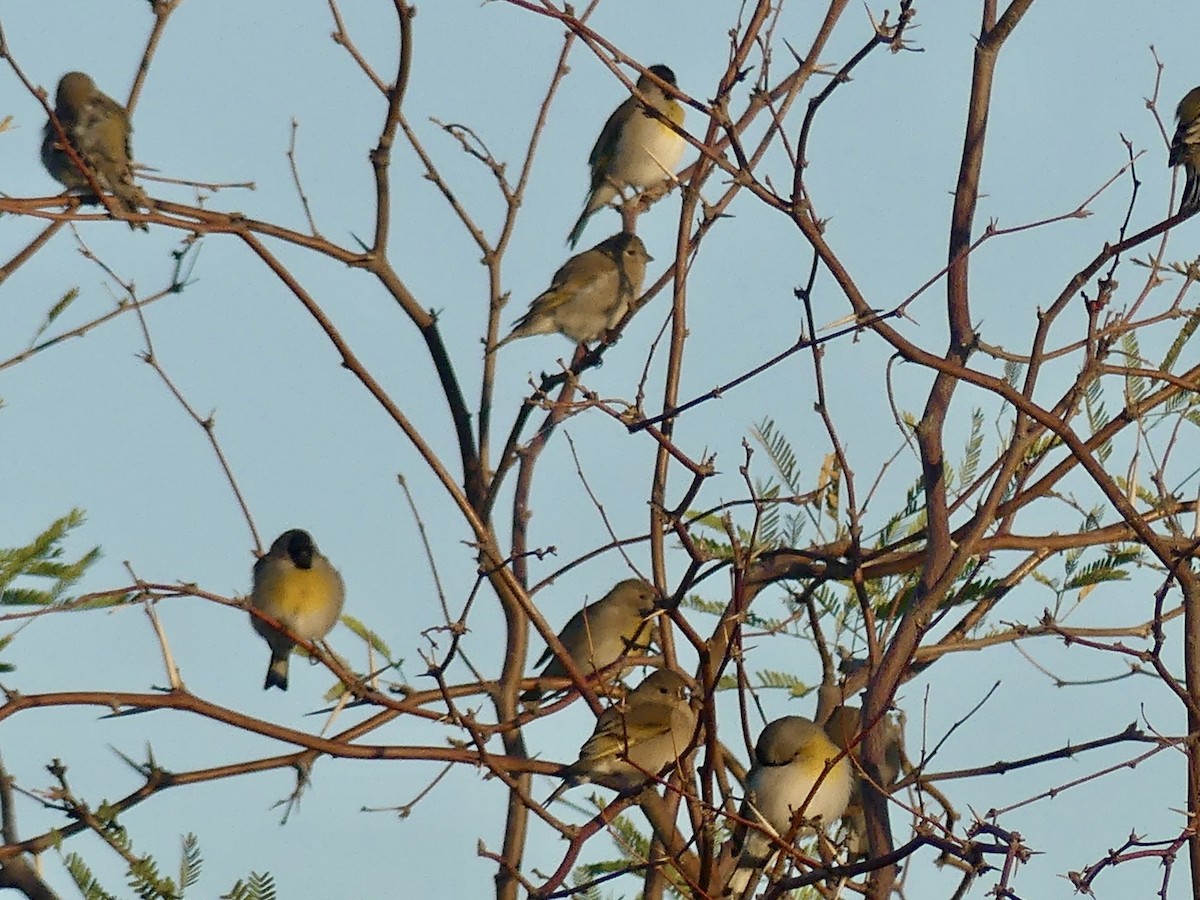 Lawrence's Goldfinch - ML644417311