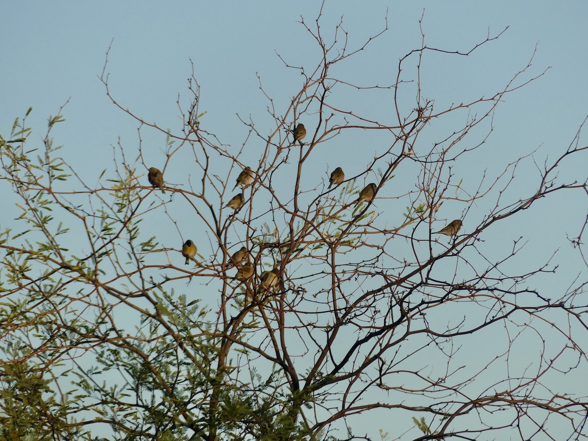 Lawrence's Goldfinch - ML644417312
