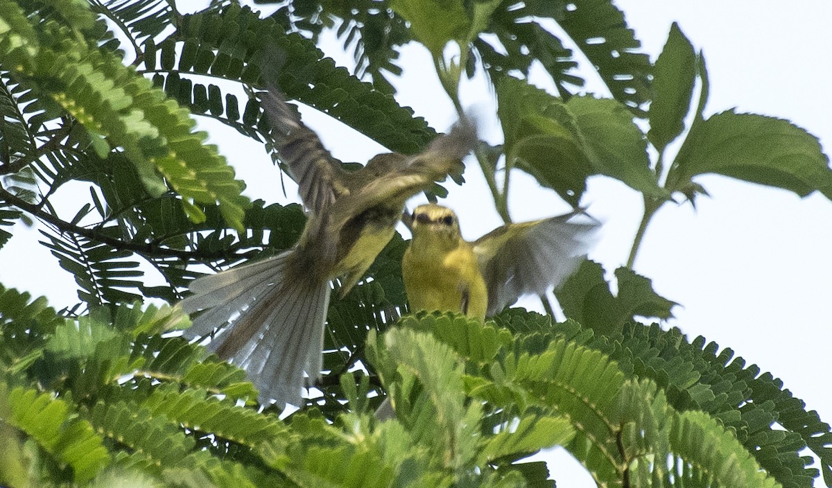Yellow Tyrannulet - ML644417317